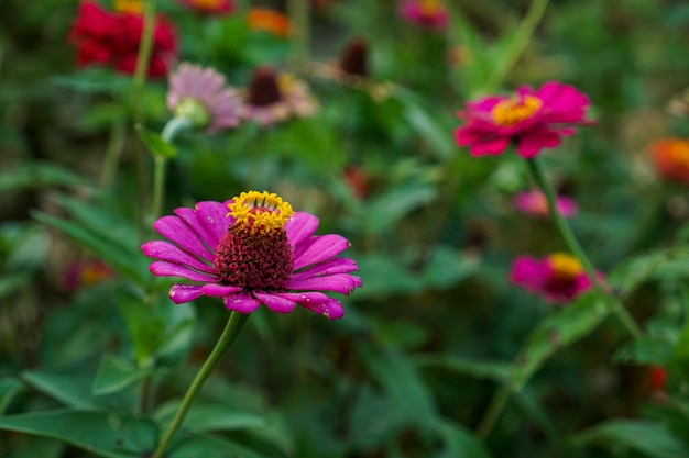 Foto zinnia elegans conocida como zinnia común juvenil o zinnia elegante es una planta de flores anuales