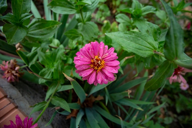 Zinnia elegans conocida como zinnia común o zinnia elegante es una planta anual con flores