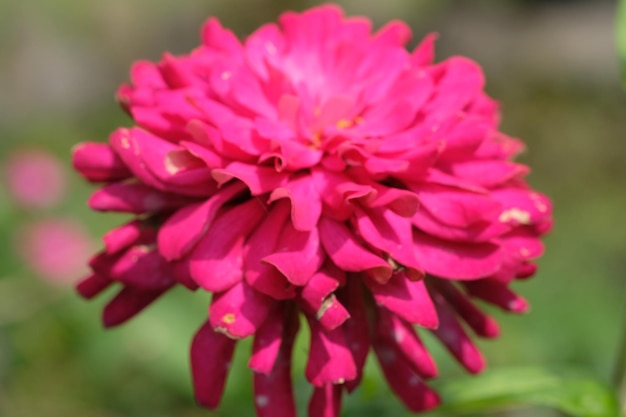 Zinnia elegans é zínia comum ou zínia elegante, é uma floração anual da família Asteraceae.