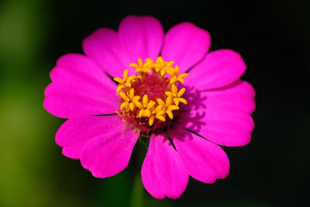 Zinnia elegans é zínia comum ou zínia elegante, é uma floração anual da família Asteraceae.