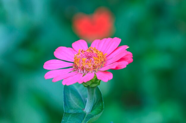 Foto zinnia elegans em campo