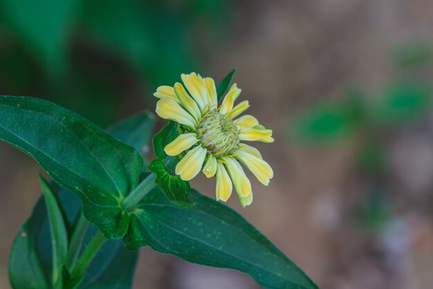 Zinnia elegans em campo