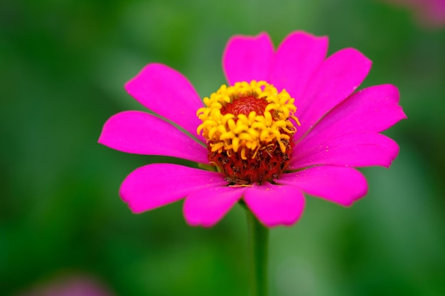 Zinnia elegans es zinnia común o zinnia elegante, es una floración anual de la familia Asteraceae.