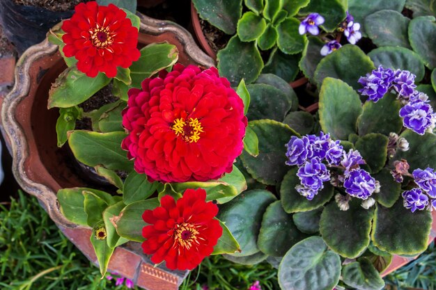 Zinnia elegans flores de color rojo intenso con flores violetas