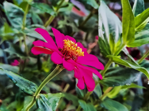 Zinnia elegans Fülle rote Makroaufnahme am Morgen