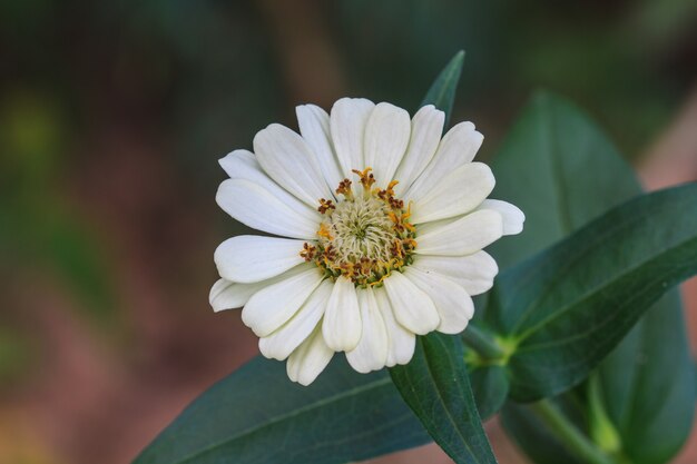 Zinnia elegans im Feld