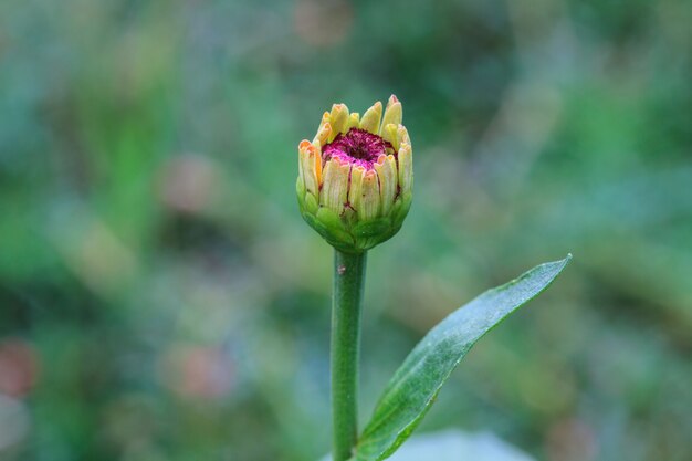 Zinnia elegans im Feld