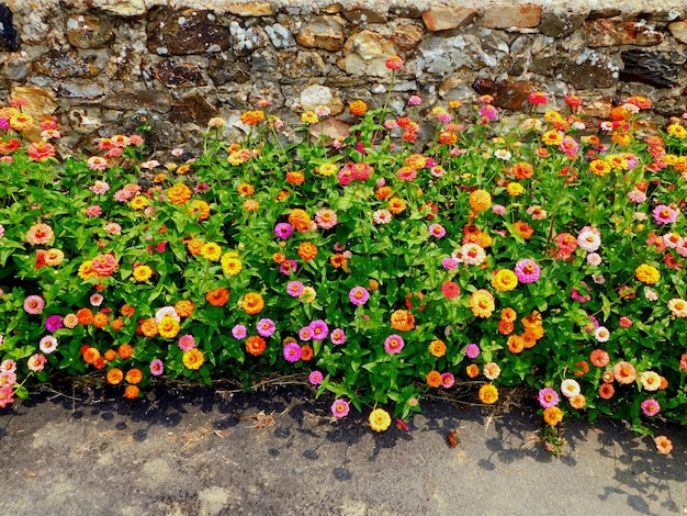 Zinnia elegans in mehreren Farben