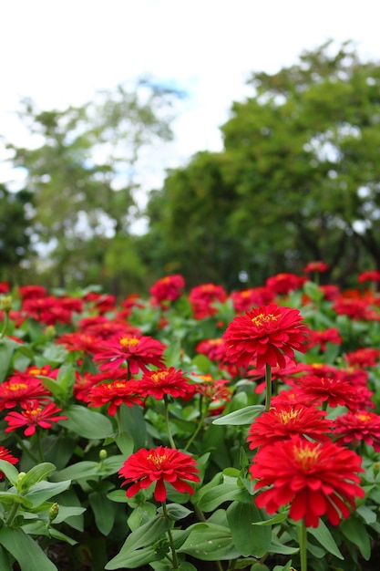 Zinnia elegans en el jardín