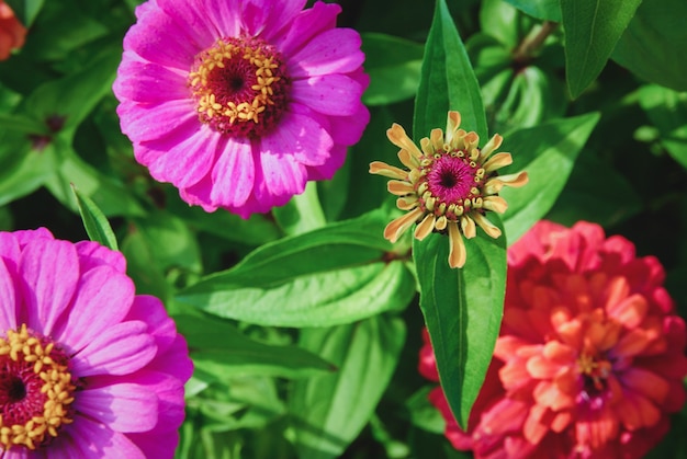 Foto zinnia elegans o zinnia con flores de dalia floreciendo en el jardín de verano