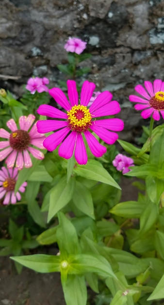 Zinnia elegans-Pflanze aus nächster Nähe