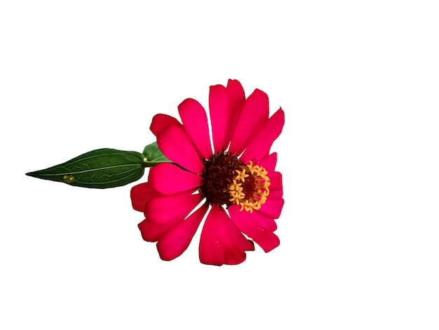 Zinnia elegans profusão vermelho lindo isolado branco