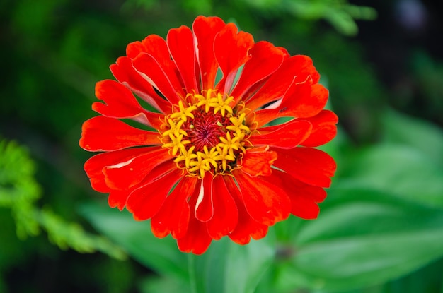 Zinnia Elegans (Zinnia comum) no jardim em um dia de verão ao sol.