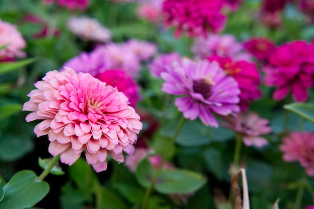 Zinnia elegans (Zinnia común) flores. Visto desde la vista inferior en la noche.