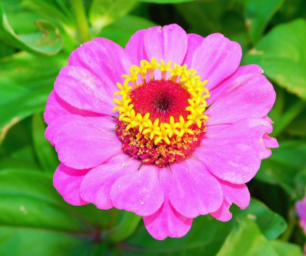 Zinnia elegans