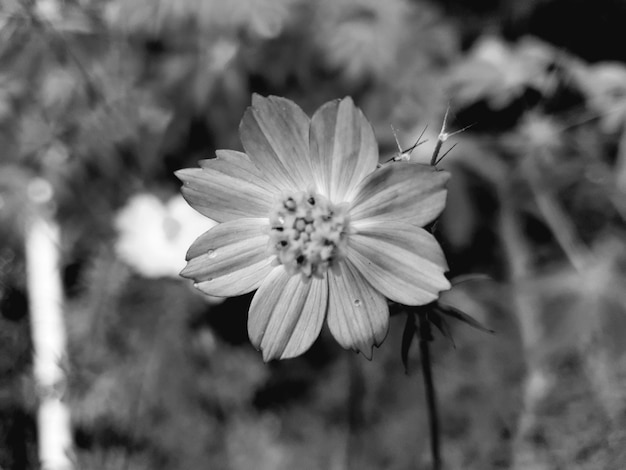 Zinnia elegante fower en la belleza del fondo de la foto de la silueta del jardín