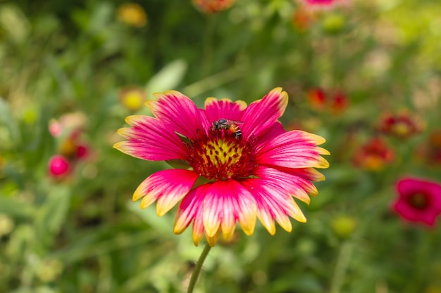 Foto zinnia flor en el jardín