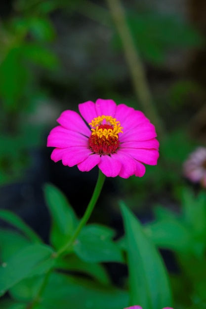 Zinnia Flor en el jardín