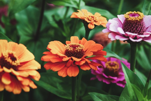 Zinnia flores en el jardín naranja y rosa zinnias closeup