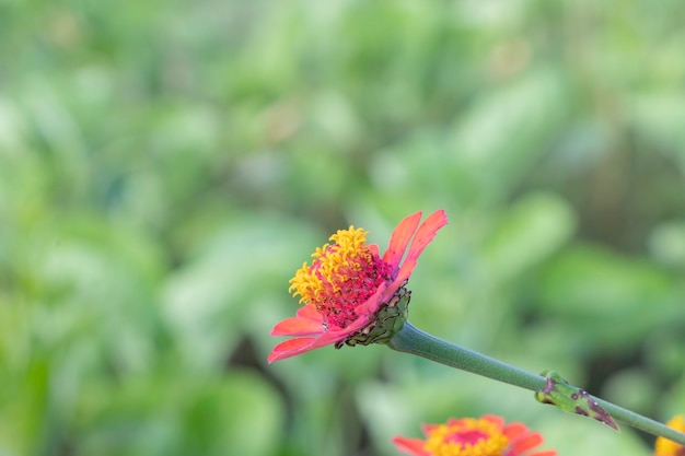 Foto zinnia flores nombre científico zinnia elegans con plantas de varios colores muy apreciadas por las mariposas