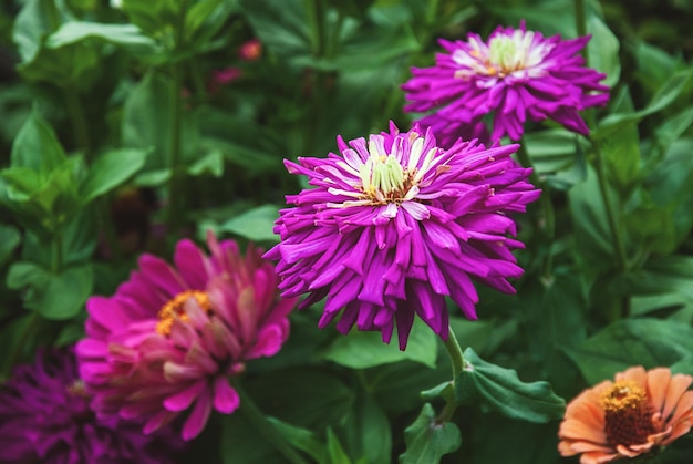 Zinnia flores que florecen al aire libre jardín zinnias en otoño