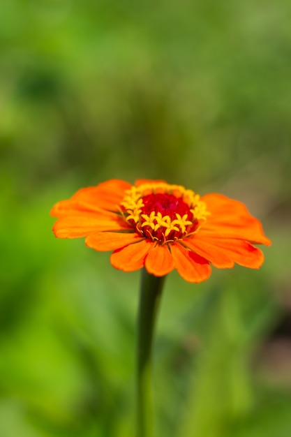 Zinnia naranja brillante jardinería y floricultura