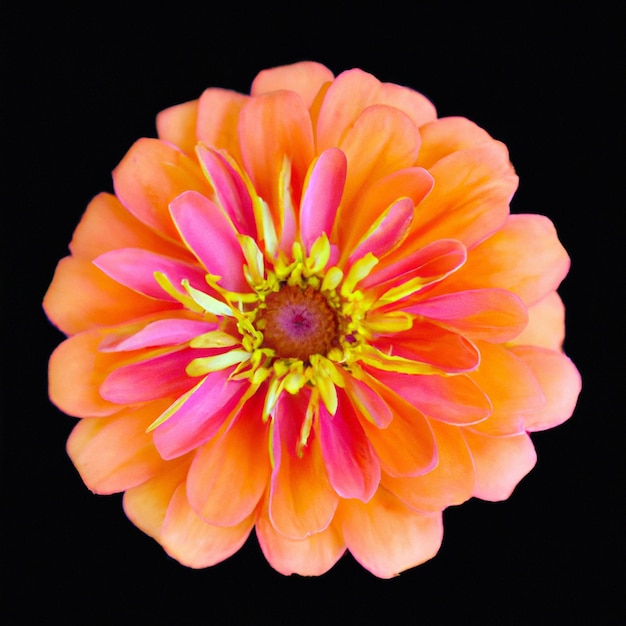 Zinnia, o gênero de ervas anuais e perenes e meias escovas da família Astraceae Close-up flores exóticas rosa laranja amarelas isoladas em fundo preto Flor de vista superior