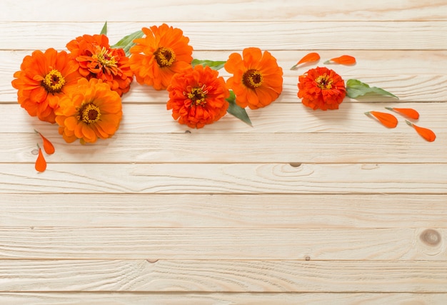 Zinnia en pared de madera