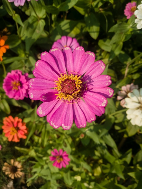 zinnia púrpura en un fondo borroso