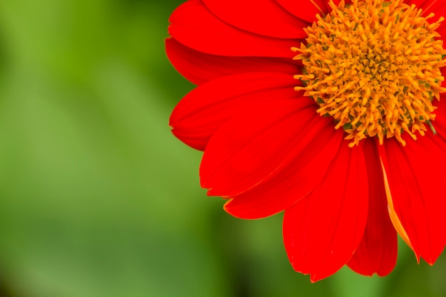 Zinnia roja en el jardín.