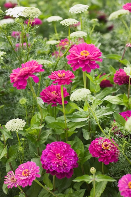 Zinnia rosa y ammi visnaga o khella florece en un campo