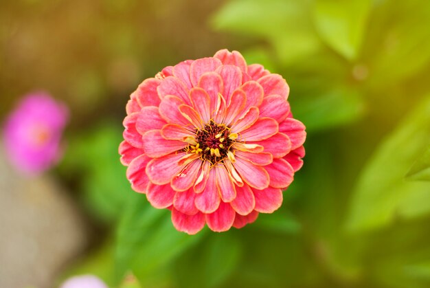 Zinnia rosa flores no jardim colorido.