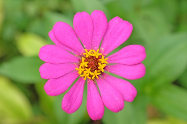 Zinnia rosa florescendo no jardim