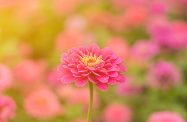 Zinnia rosa Plantas ornamentais bonitas