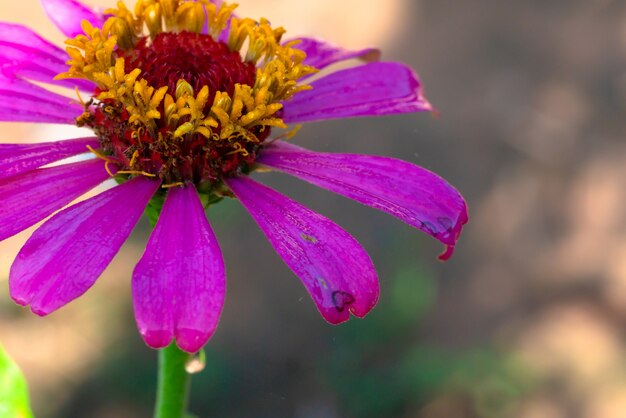 zinnia y sol en la mañana