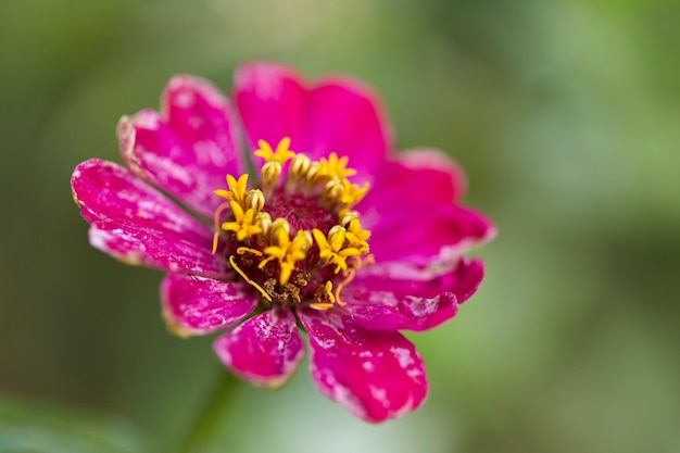 zinnia vermelho sobre um fundo verde