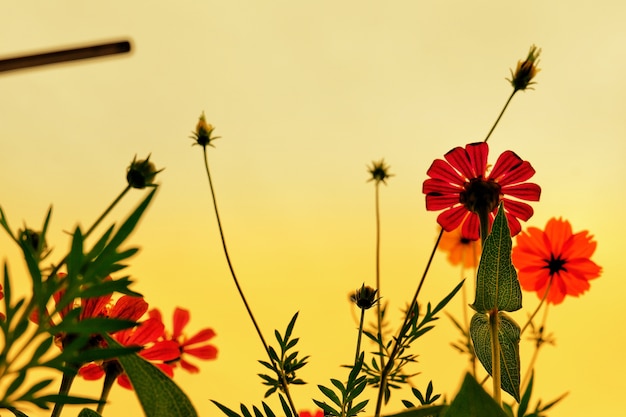 Zinnia violacea Cav. al atardecer