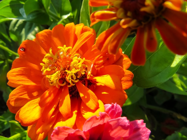 Zinniablume im Garten