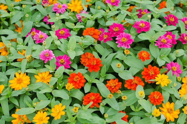 Zinnias florecientes en el jardín