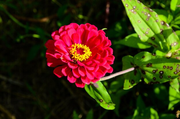 Zinnienblumen im Park