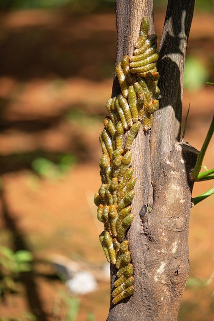 Zinnobermottenraupe nistet in einer befallenen Baummakrofotografie