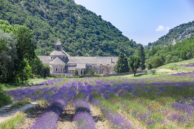 Zisterzienserabtei Snanque mit Lavendelfeldlandschaft, in Gordes, Vaucluse, Provence, Reisen