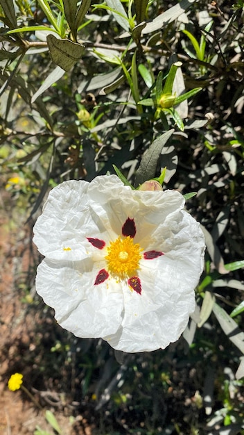 Zistrosenblüten in Spanien Weiße Wildblumen Schöne Blumen im Frühling auf dem Feld