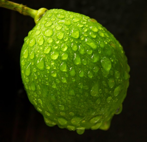 Zitrone (Citrus limon) von Regenwasser bedeckt.