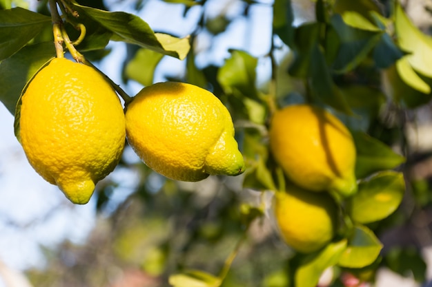 Zitronen hängen am Baum