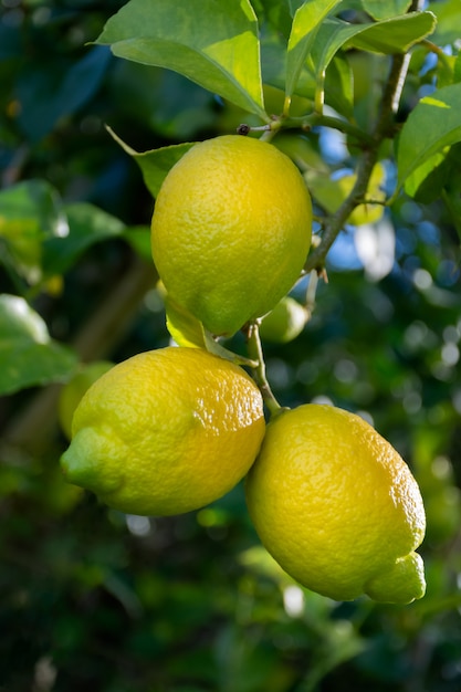 Zitronen hängen am Baum