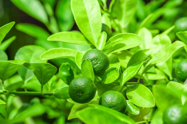 Foto zitronenbaum auf dem bauernhof grüne limettenfrüchte auf grünen zweigen