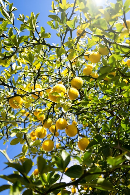 Foto zitronenbaum mit runden gelben zitronen