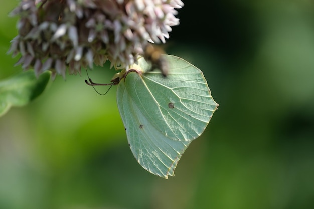 Zitronenfalter hautnah in der Natur