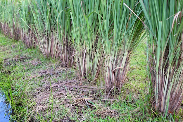 Zitronengrasbüschel im Garten